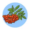 пример раскраски рябина