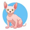 пример раскраски котенок сфинкс