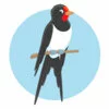 пример раскраски ласточка красивая на ветке