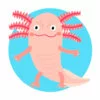 пример раскраски аксолотль иллюстрация