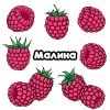 пример раскраски малина ягода в саду
