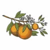пример раскраски ветка апельсиновая