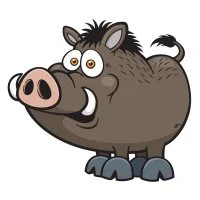 Цветной вариант раскраски кабан для детей