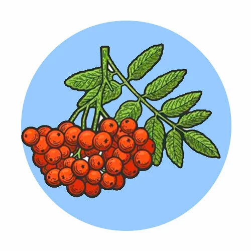 Цветной вариант раскраски рябина