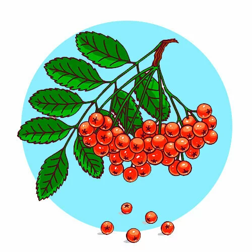 Цветной вариант раскраски рябина с листочками