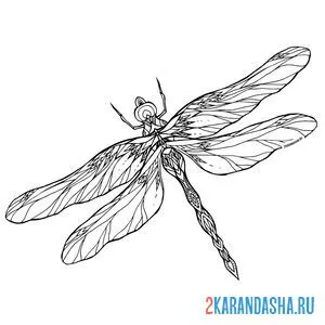 Раскраска стрекоза
