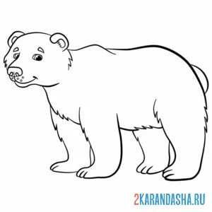 Раскраска бурый медведь