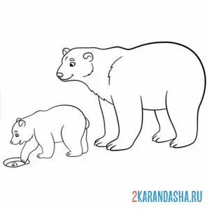 Раскраска два белых медведя
