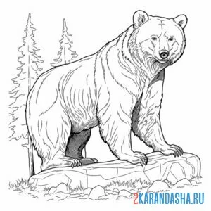 Раскраска бурый медведь в лесу