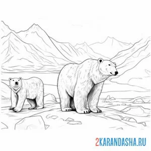 Раскраска два белых медведя в арктике