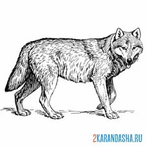 Раскраска дикий волк настоящий