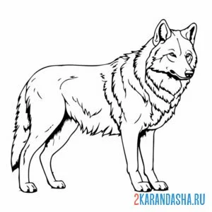 Раскраска волк в полный рост