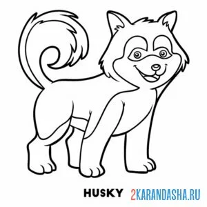 Раскраска собака хаски