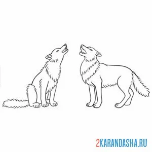 Раскраска два волка