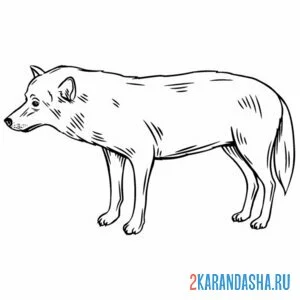Раскраска волк вид сбоку