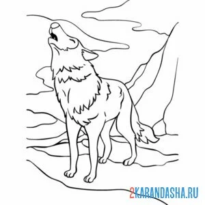 Раскраска волк зовет стаю