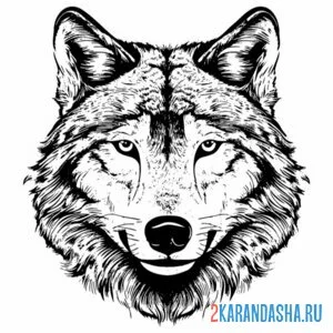 Раскраска красивая голова волка