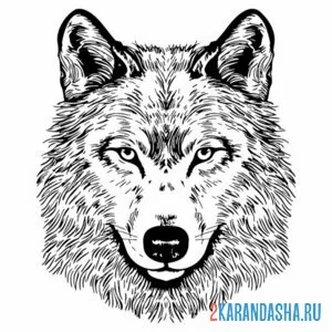 Раскраска голова настоящего волка