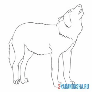 Раскраска опасный дикий волк