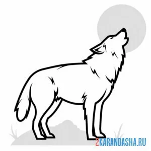 Раскраска волк дикий воет на луну