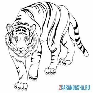 Раскраска настоящий амурский тигр