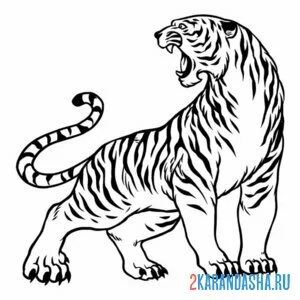 Раскраска настоящий опасный тигр
