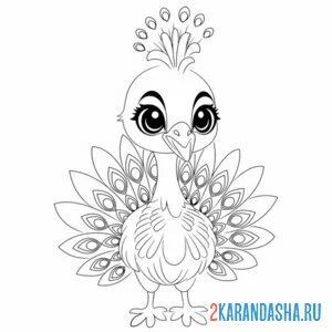 Раскраска павлин птичка самец