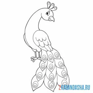 Раскраска павлин красавчик