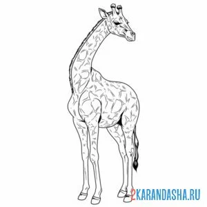 Раскраска настоящий жираф