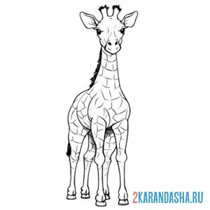 Раскраска жираф настоящий