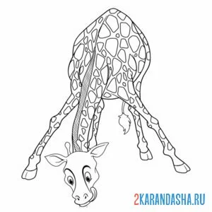 жираф наклонился