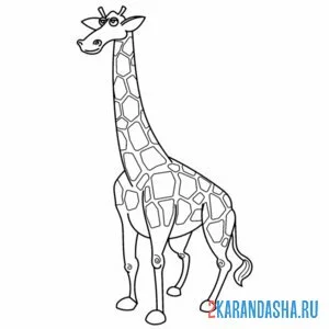 Раскраска смешной жираф