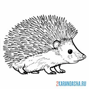 Раскраска колючий ежик