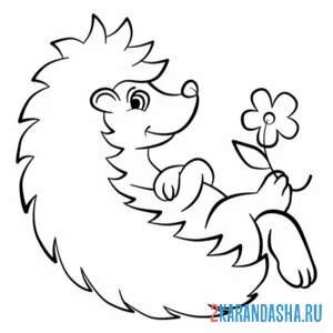 Раскраска ежик держит ромашку