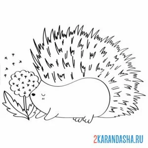 Раскраска ежик и одуванчик