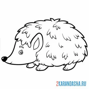Раскраска ушастый еж