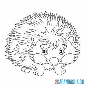 Раскраска ежик распушил иголки