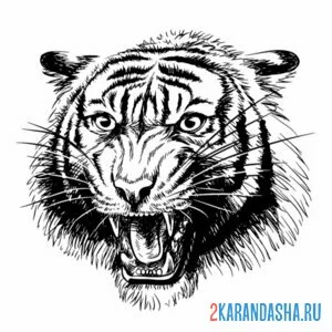 Раскраска голова тигра рррр