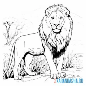 Раскраска настоящий большой лев