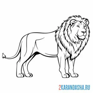 Раскраска лев царь зверей