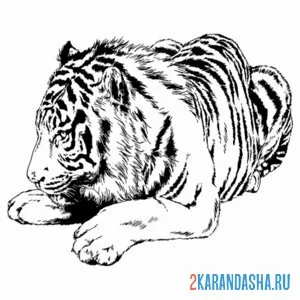 Раскраска тигр настоящий спит