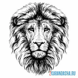 Раскраска шикарная грива льва