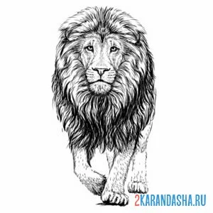 Раскраска лев шагает