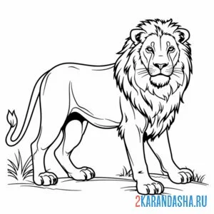Раскраска настоящий лев с гривой