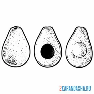 Раскраска авокадо разные ракурсы