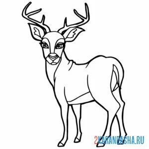 Раскраска олень с ушами