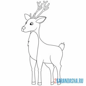 Раскраска молодой олень