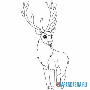 Раскраска большие рога оленя