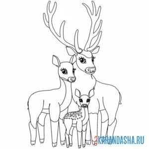 Раскраска семья оленей