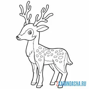 Раскраска олень наблюдательный